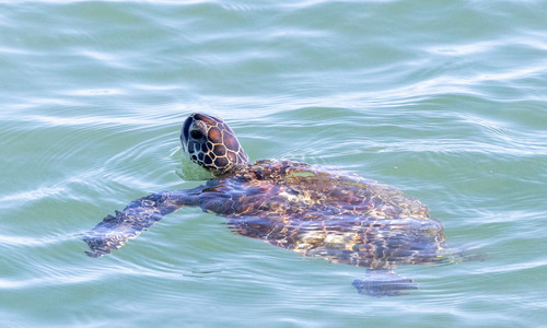 Green Sea Turtle photographed in South Carolina