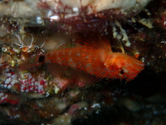 Lepidonectes corallicola