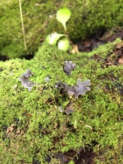 Pseudocyphellaria dissimilis