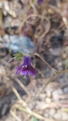 Conanthera campanulata