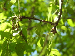 Rutaceae