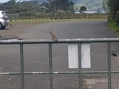 Turdus philomelos clarkei