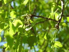 Rutaceae