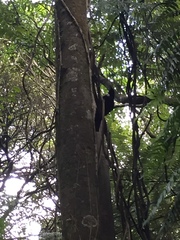 Prosthemadera novaeseelandiae