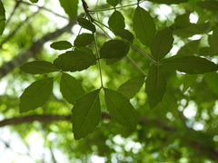 Rutaceae