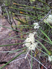 Hakea lissosperma