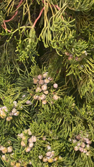 Juniperus chinensis