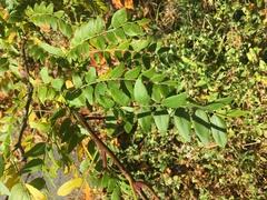 Gleditsia triacanthos triacanthos