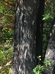 Gleditsia triacanthos triacanthos