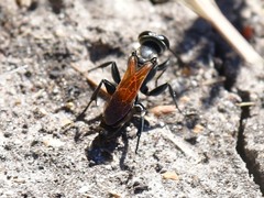 Liris apicipennis