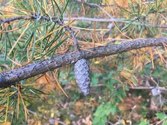 Pinus