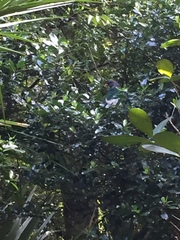 Hemiphaga novaeseelandiae