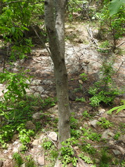 Vachellia campechiana