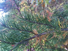 Pinus