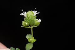 Origanum majorana