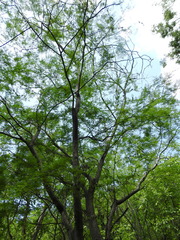 Vachellia campechiana
