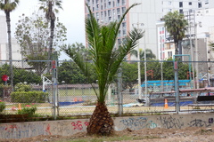 Phoenix canariensis