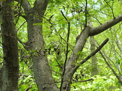 Vachellia campechiana