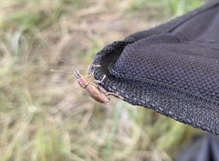 Naupactus xanthographus