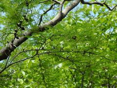 Vachellia campechiana