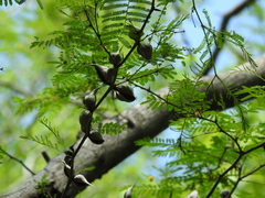 Vachellia campechiana