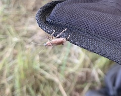Naupactus xanthographus
