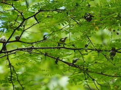 Vachellia campechiana