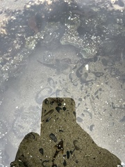 Clinocottus globiceps