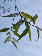 Salix lasiandra