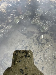 Clinocottus globiceps