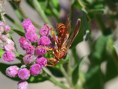 Polistes bellicosus