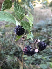 Rubus leucodermis