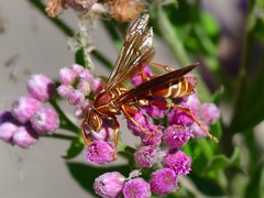 Polistes bellicosus