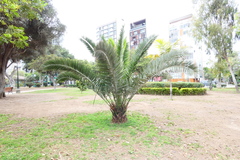 Phoenix canariensis