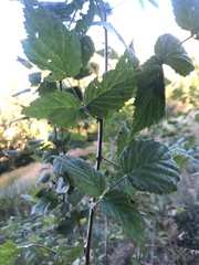 Rubus leucodermis