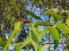 Salix lasiandra