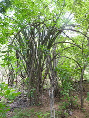 Stenocereus standleyi