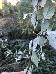 Rubus leucodermis