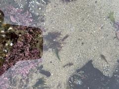 Clinocottus acuticeps