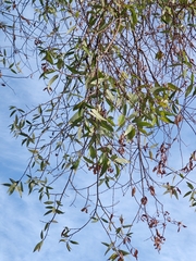 Salix lasiandra