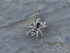 Salticus austinensis