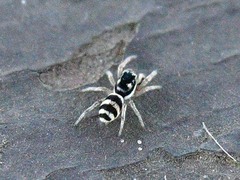 Salticus austinensis