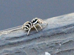 Salticus austinensis