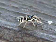 Salticus austinensis