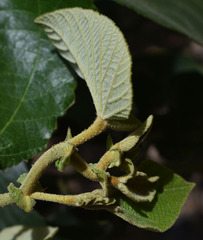 Trichospermum pleiostigma