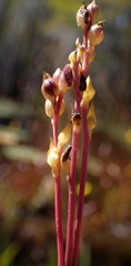 Utricularia juncea