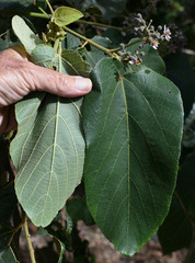 Trichospermum pleiostigma