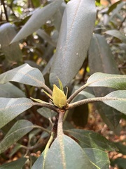 Rhododendron maximum