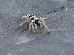 Salticus austinensis