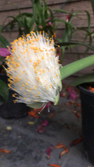 Haemanthus albiflos